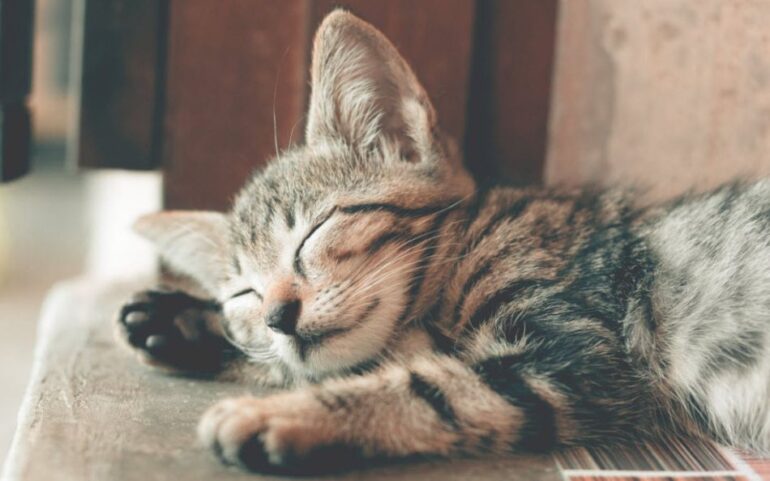 kedi-kumu-tuvaleti-kokusu-nasil-giderilir